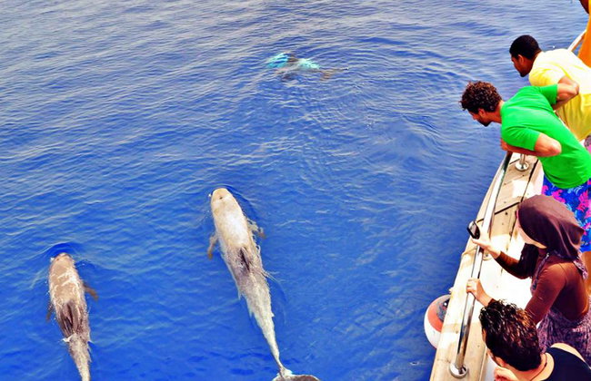 Snorkeling nel Mar Rosso - Crociera - Foto 2